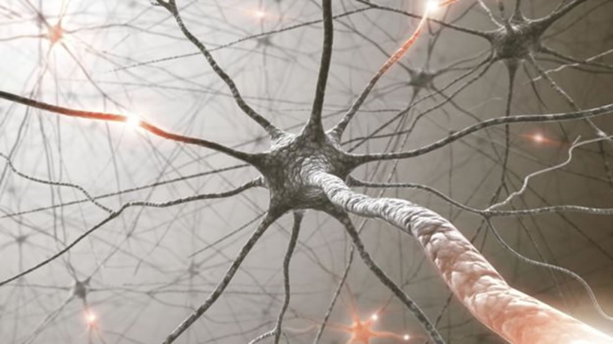 Lazo neuronal - Elon Musk